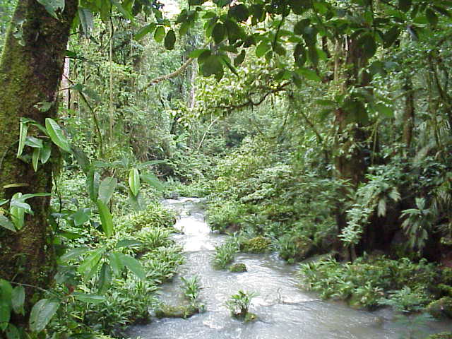 Rain in the Rainforest