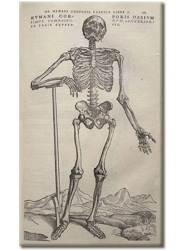 Vesalius Skeleton with Cane