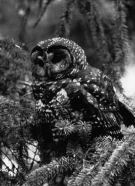 Northern spotted owl (Strix occidentalis caurina)