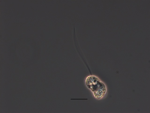 <i>Allomyces javanicus</i> zoospore