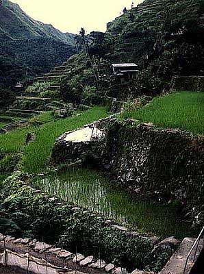 Image of rice terraces 2.jpg