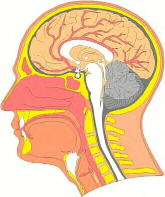 hypothalamus and pituitary gland. LIMBIC–HYPOTHALAMIC–PITUITARY–